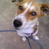 犬